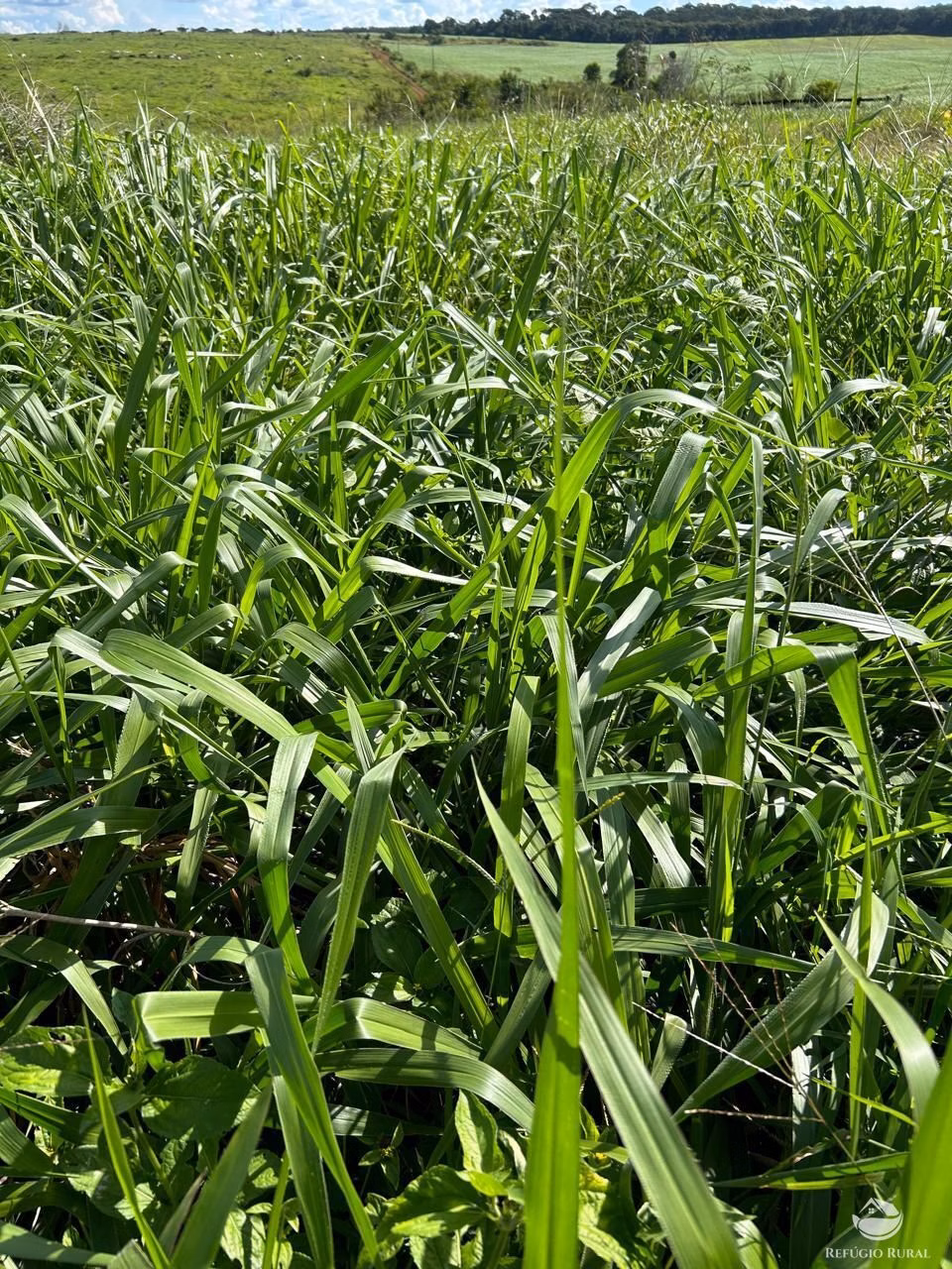 Farm of 13,250 acres in Tabaporã, MT, Brazil