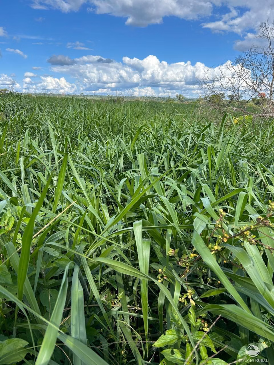 Farm of 13,250 acres in Tabaporã, MT, Brazil