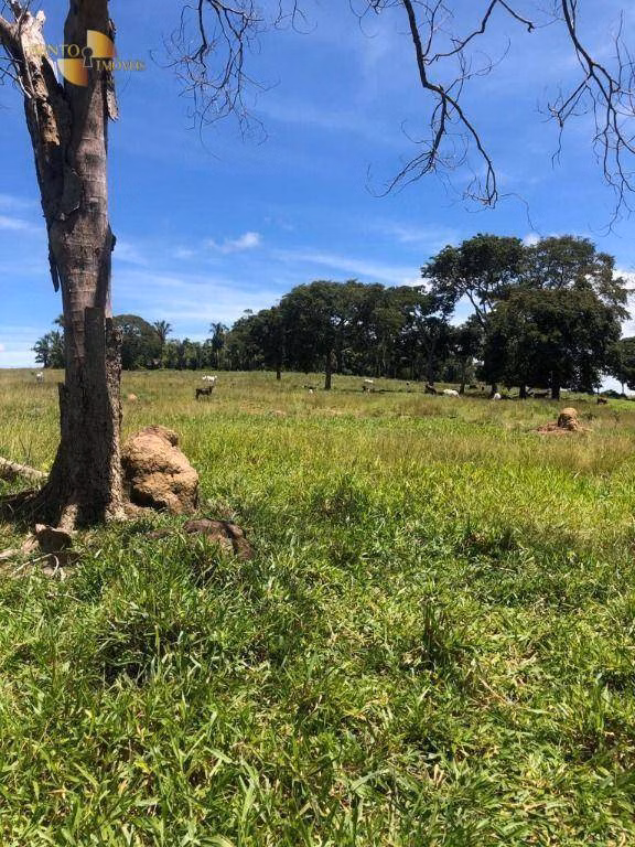 Fazenda de 283 ha em Nova Bandeirantes, MT