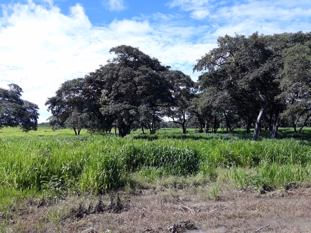 Fazenda de 1.212 ha em Porangatu, GO