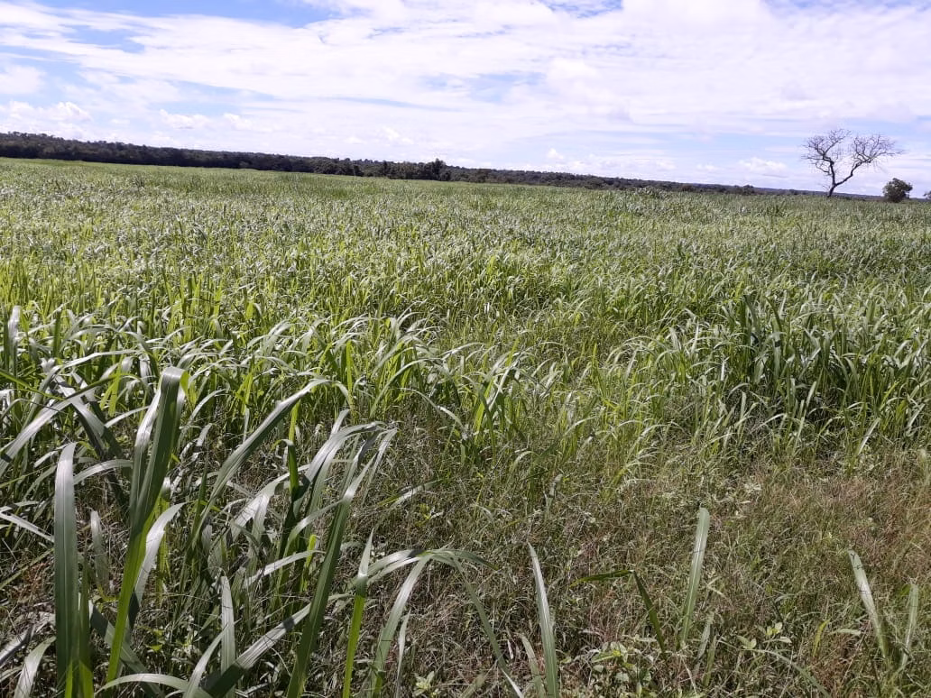 Fazenda de 1.212 ha em Porangatu, GO