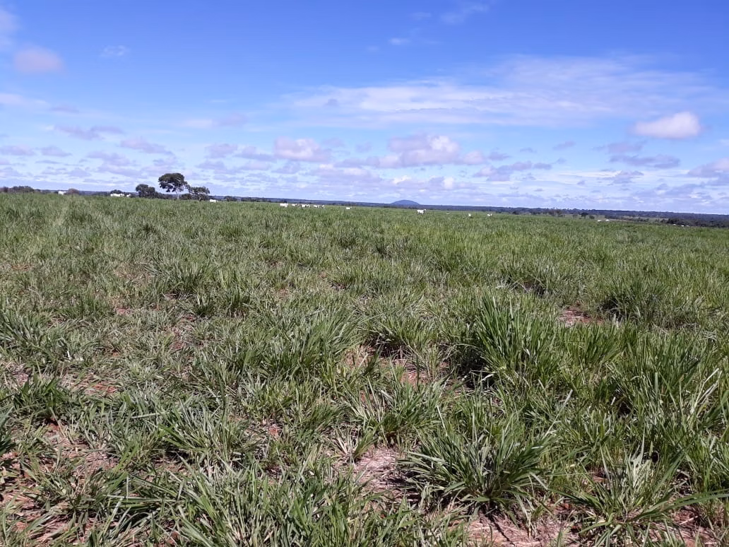 Fazenda de 1.212 ha em Porangatu, GO