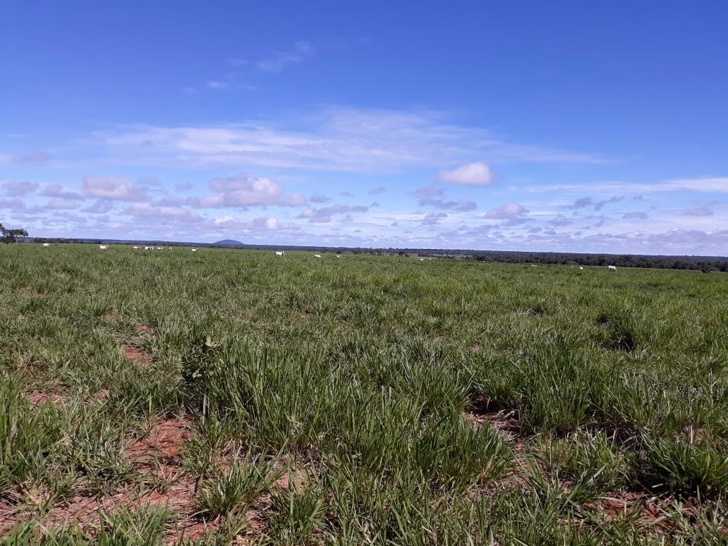 Fazenda de 1.212 ha em Porangatu, GO