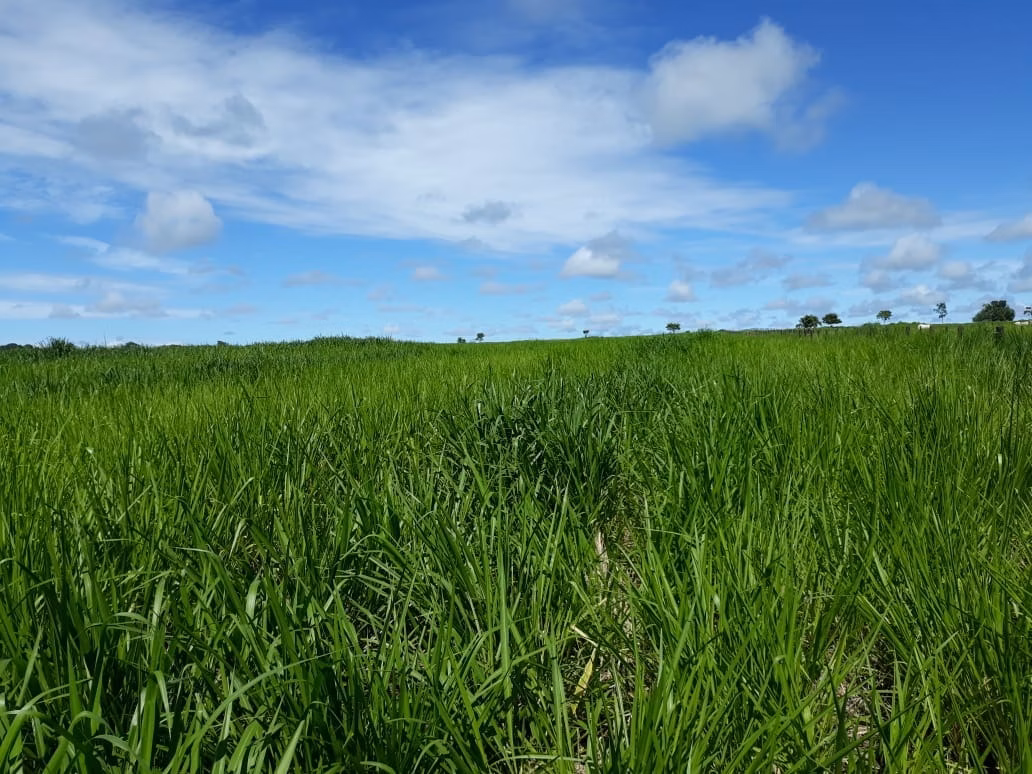 Fazenda de 1.212 ha em Porangatu, GO