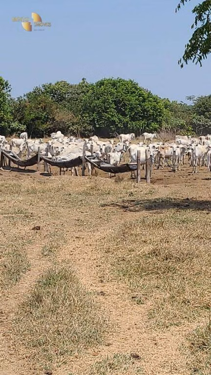 Fazenda de 1.975 ha em Barão de Melgaço, MT