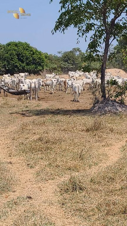 Fazenda de 1.975 ha em Barão de Melgaço, MT