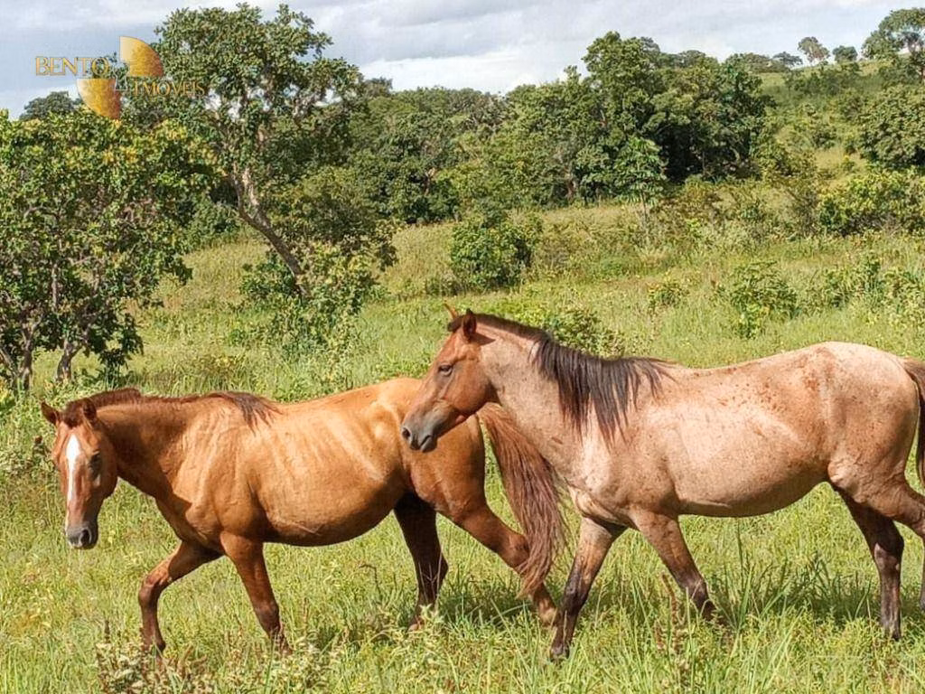 Farm of 3,805 acres in Rosário Oeste, MT, Brazil