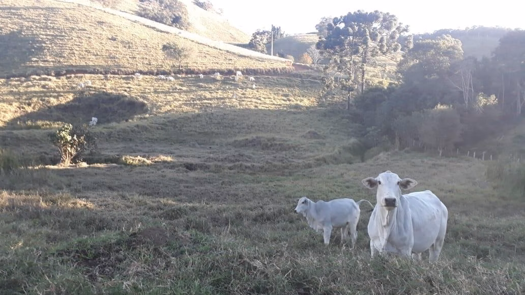 Fazenda de 250 ha em Ouro Fino, MG