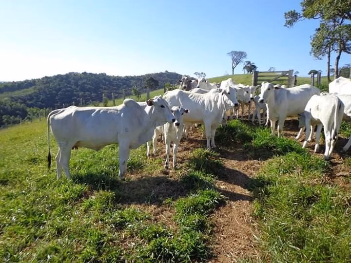 Fazenda de 250 ha em Ouro Fino, MG