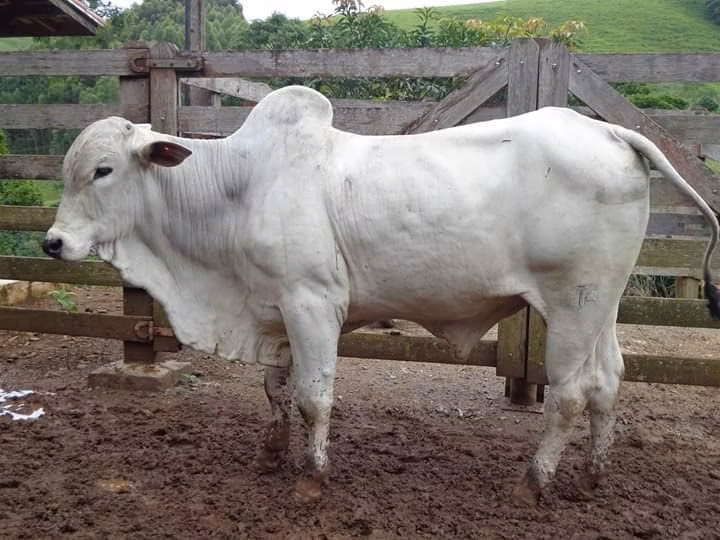 Fazenda de 250 ha em Ouro Fino, MG