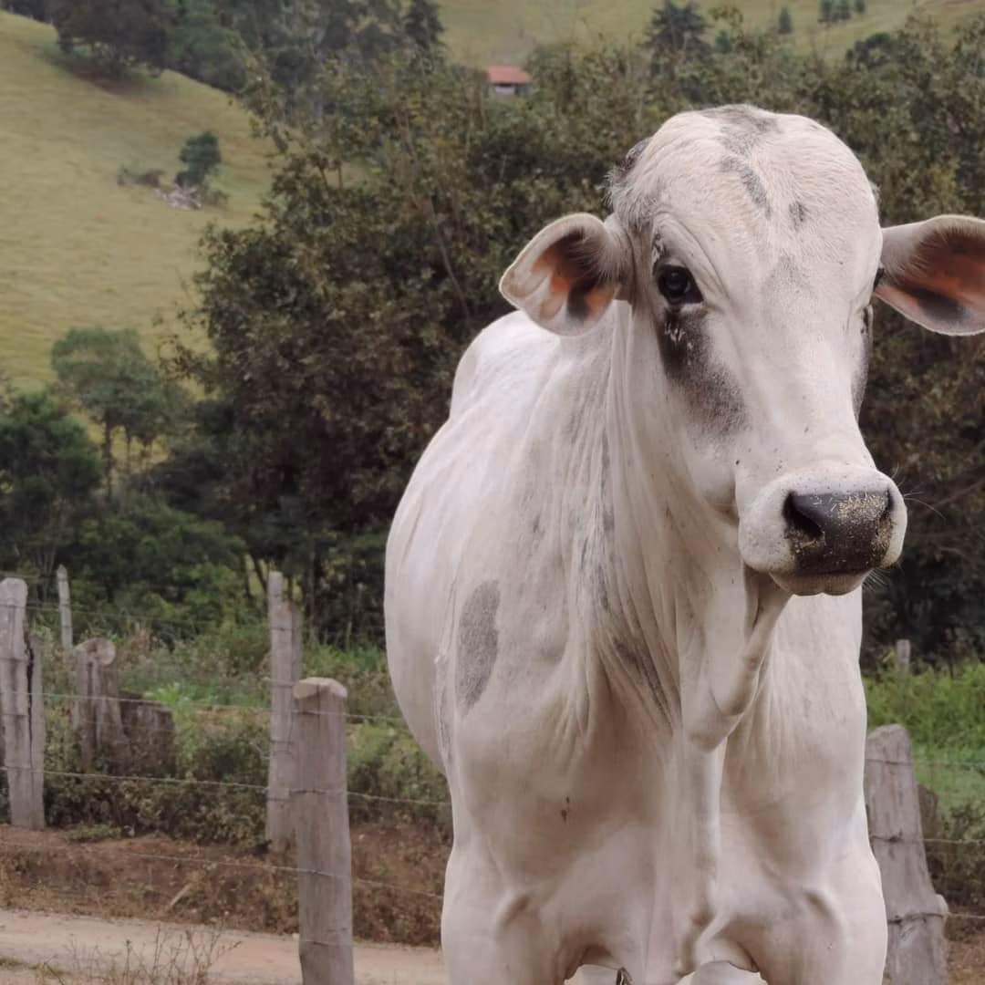 Fazenda de 250 ha em Ouro Fino, MG