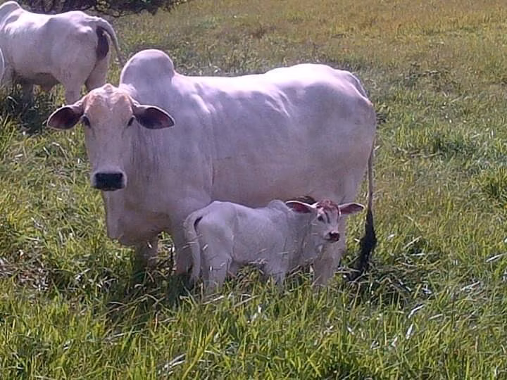 Fazenda de 250 ha em Ouro Fino, MG