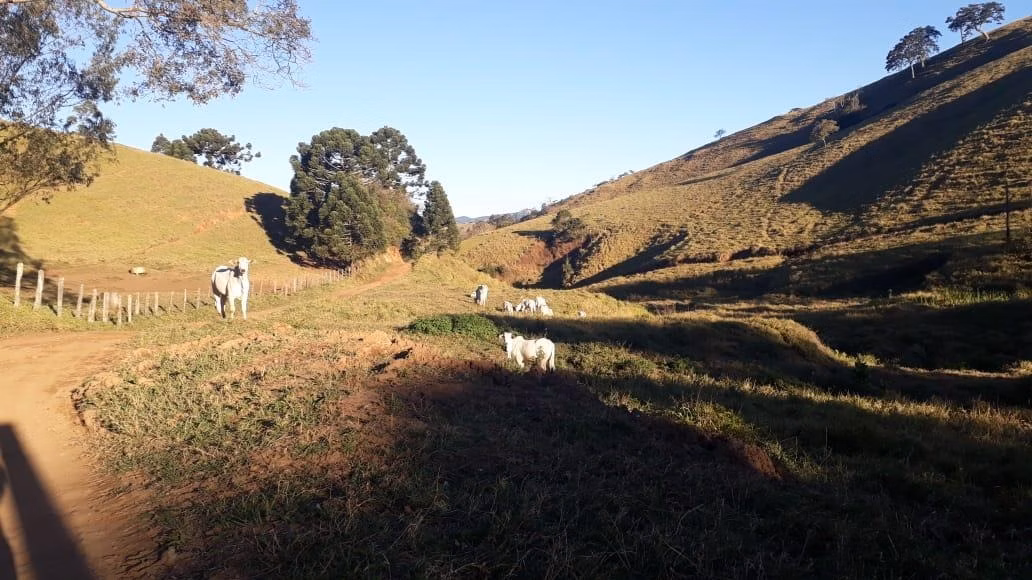 Fazenda de 250 ha em Ouro Fino, MG