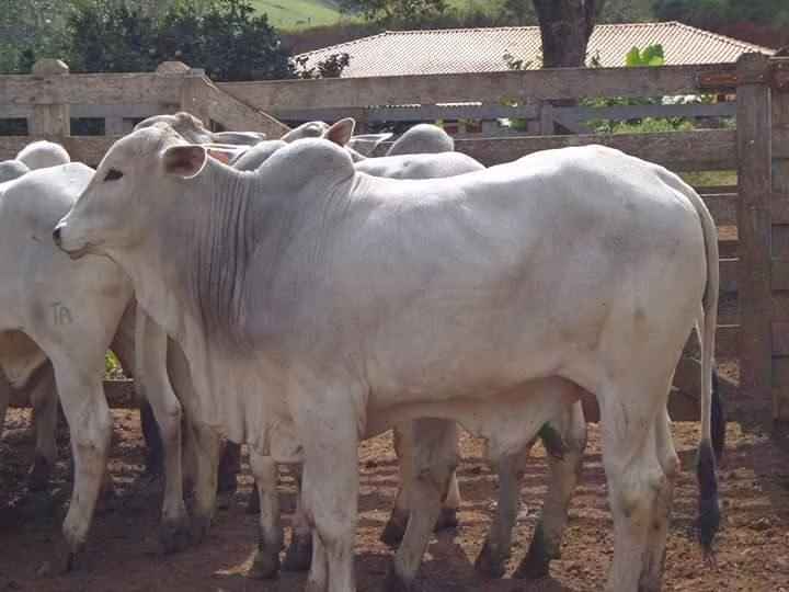 Fazenda de 250 ha em Ouro Fino, MG