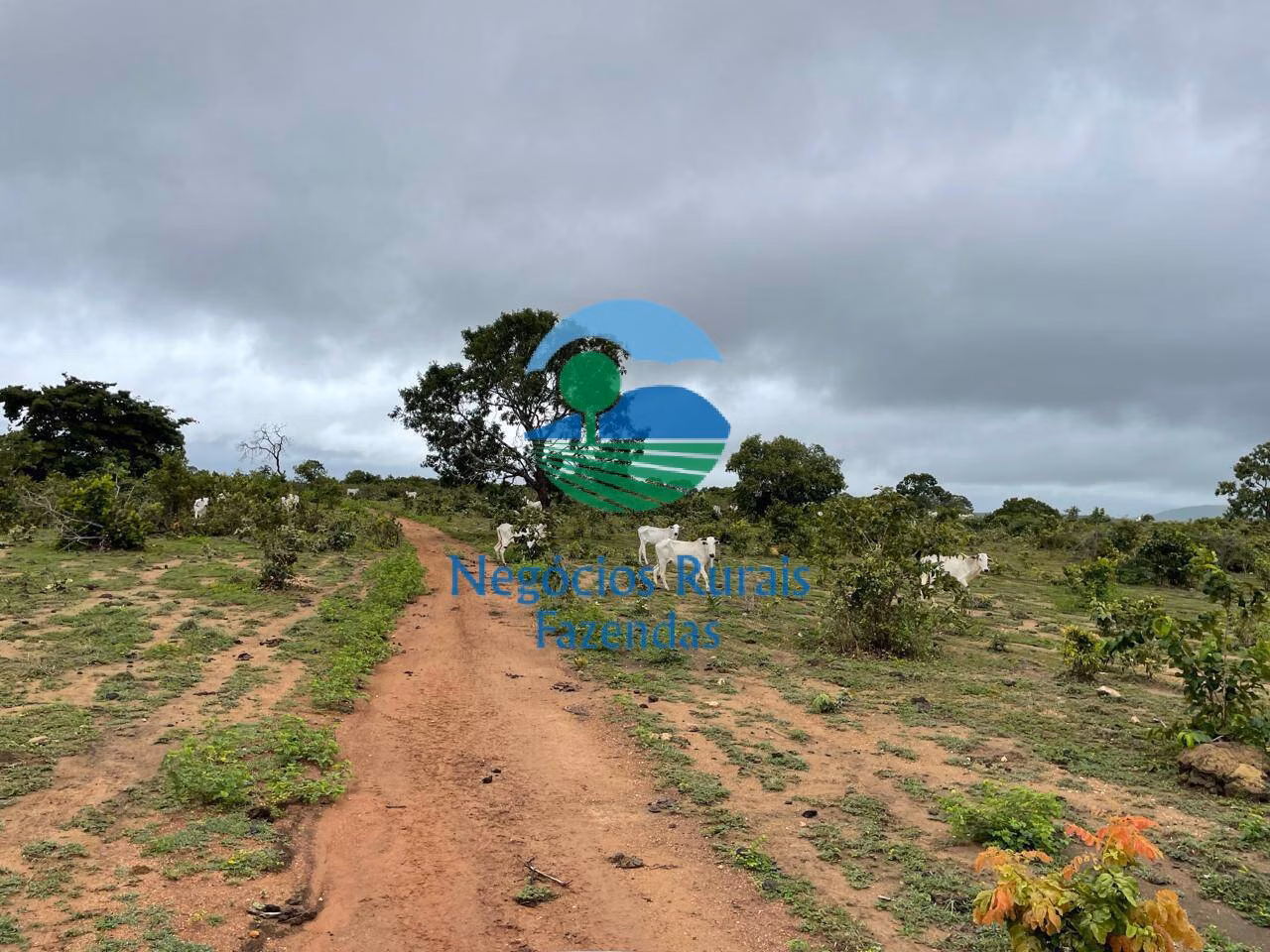 Fazenda de 1.258 ha em Peixe, TO