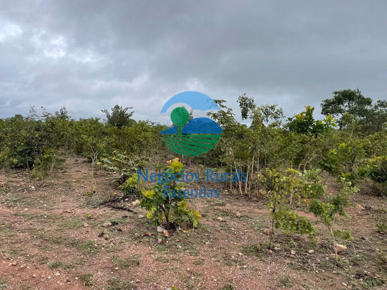 Fazenda de 1.258 ha em Peixe, TO