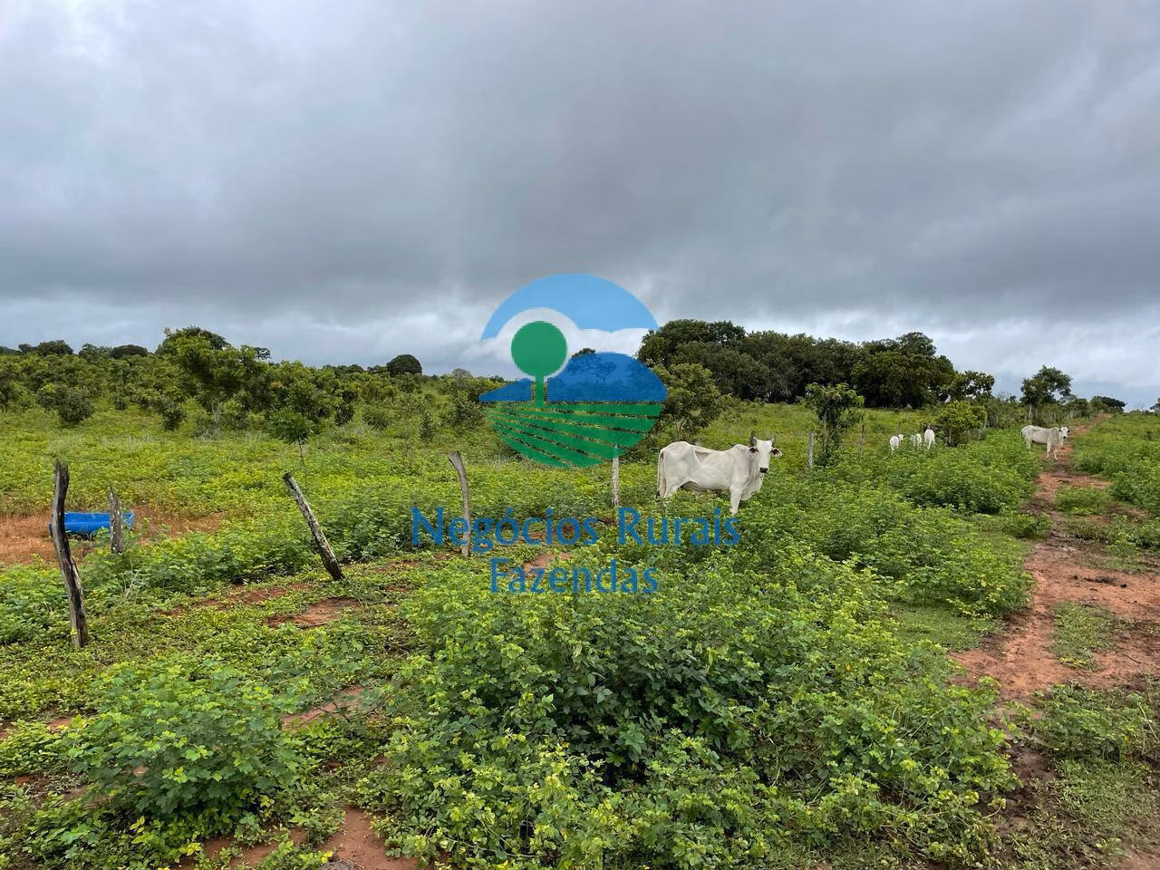 Fazenda de 1.258 ha em Peixe, TO