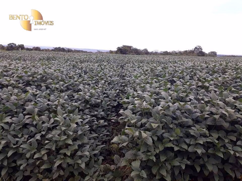 Farm of 19,089 acres in Rosário Oeste, MT, Brazil