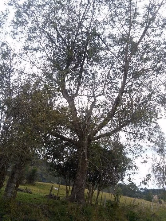 Sítio de 12 ha em Santo Antônio da Patrulha, RS