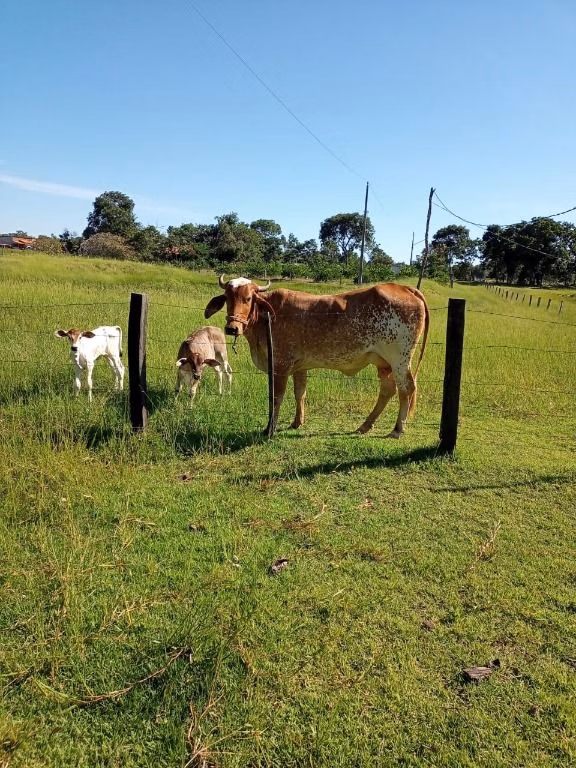 Chácara de 6 ha em Cuiabá, MT
