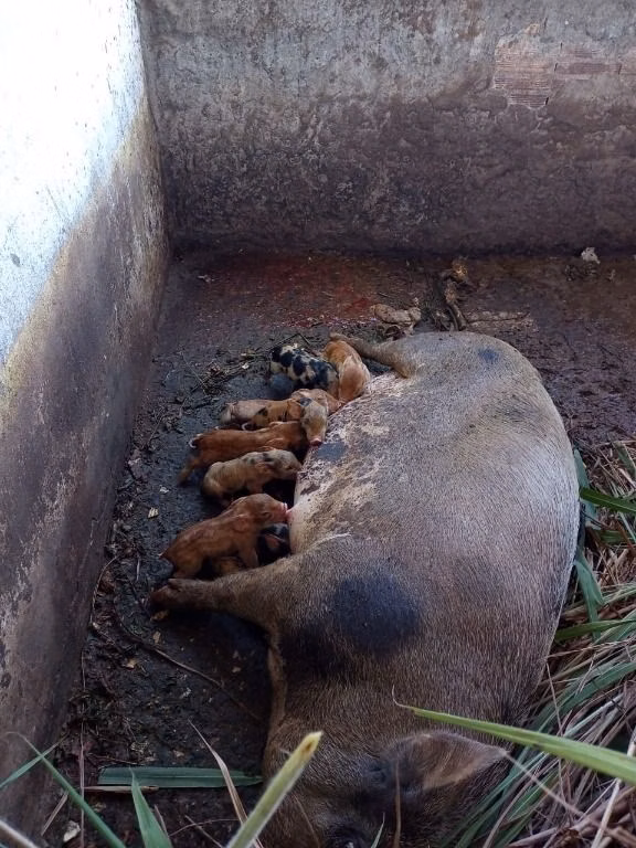 Chácara de 6 ha em Cuiabá, MT