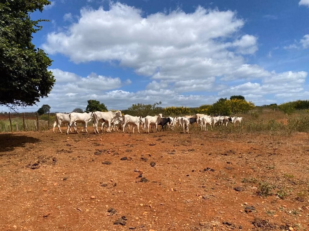 Fazenda de 560 ha em Andaraí, BA