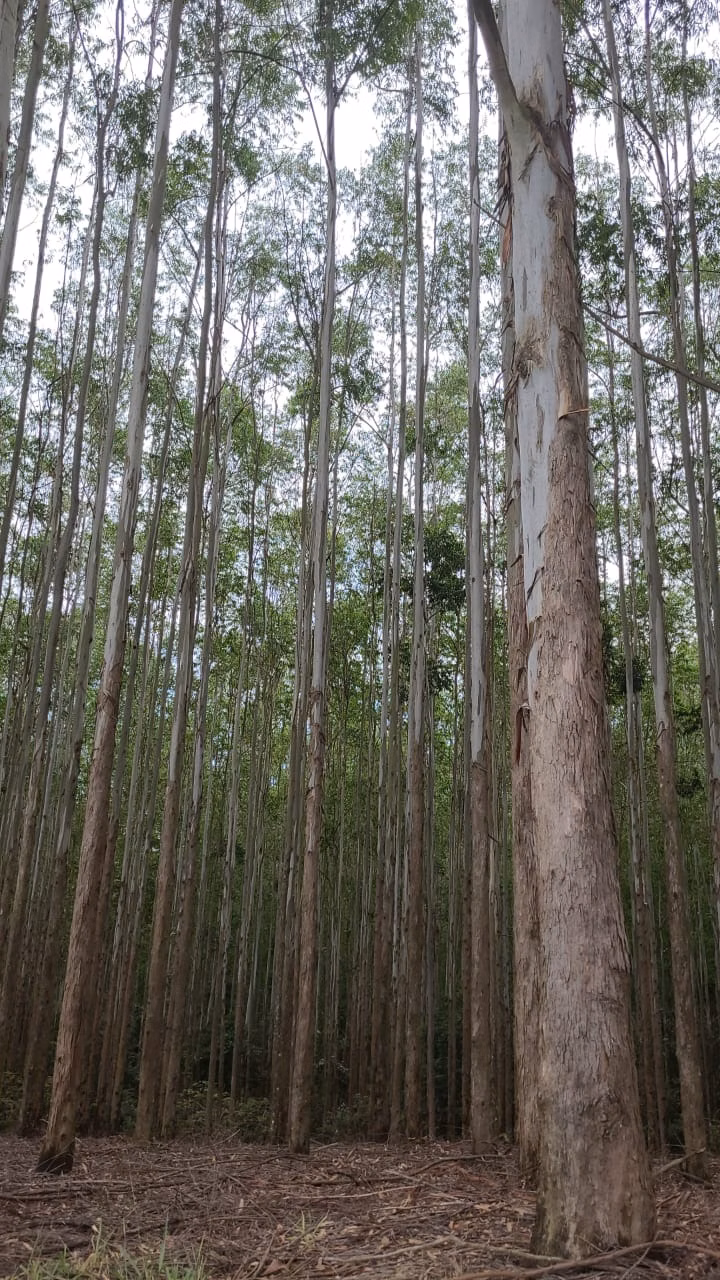 Fazenda de 585 ha em Guaratinguetá, SP