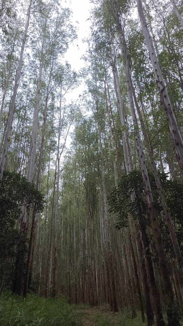 Fazenda de 585 ha em Guaratinguetá, SP