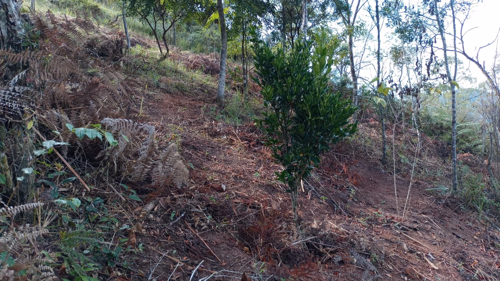 Chácara de 3 ha em Monteiro Lobato, SP