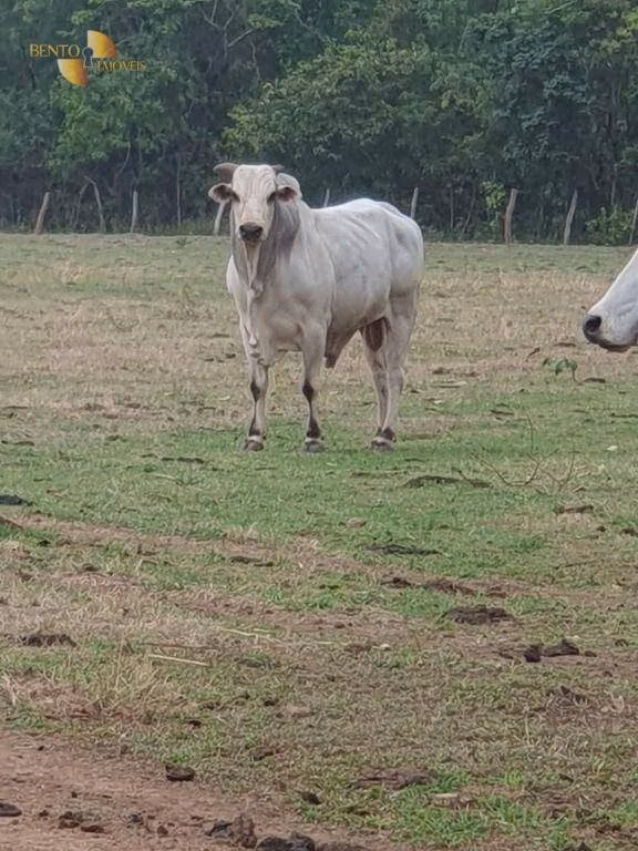 Fazenda de 41.000 ha em Poconé, MT