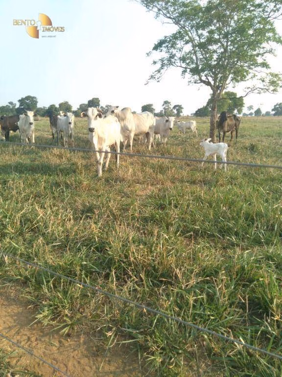 Fazenda de 41.000 ha em Poconé, MT