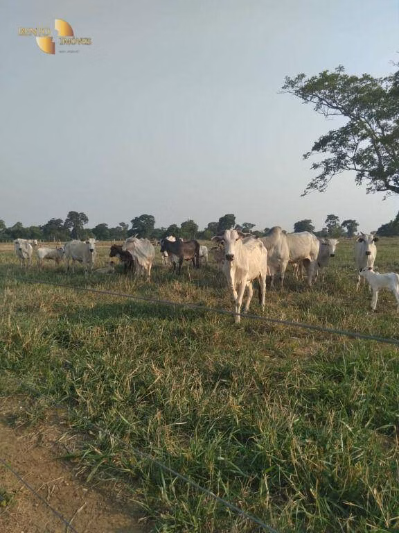 Fazenda de 41.000 ha em Poconé, MT