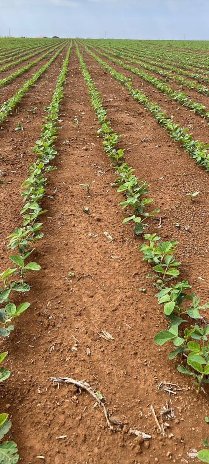 Fazenda de 17.000 ha em Feliz Natal, MT