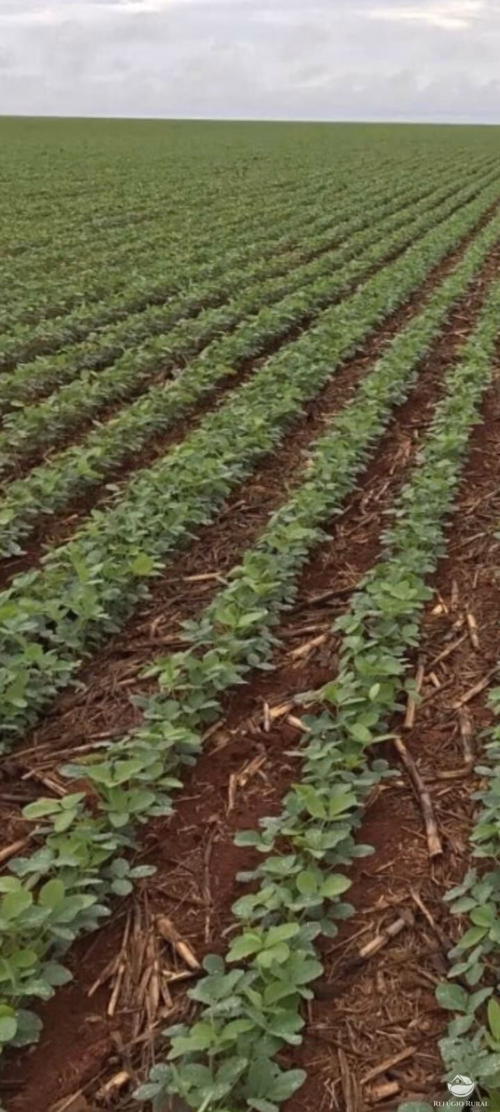 Fazenda de 17.000 ha em Feliz Natal, MT