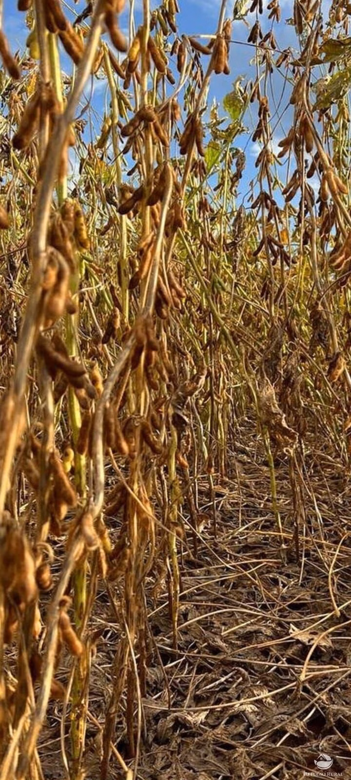 Fazenda de 17.000 ha em Feliz Natal, MT