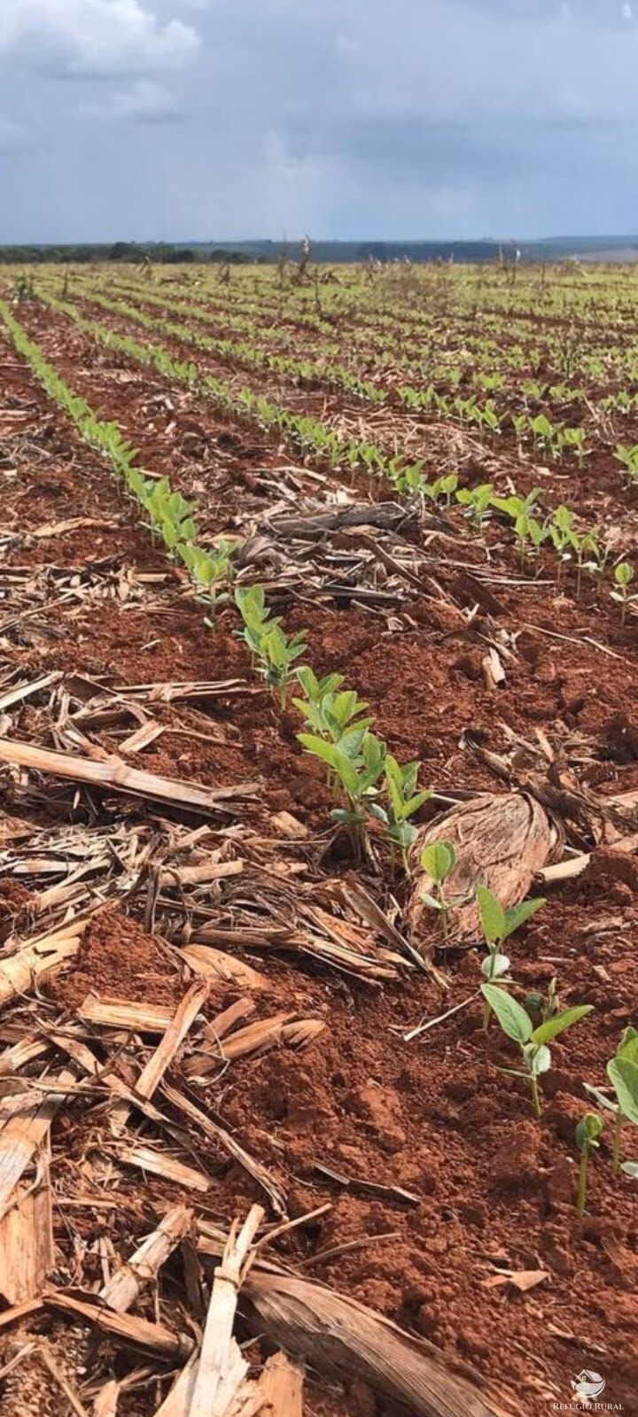 Fazenda de 17.000 ha em Feliz Natal, MT