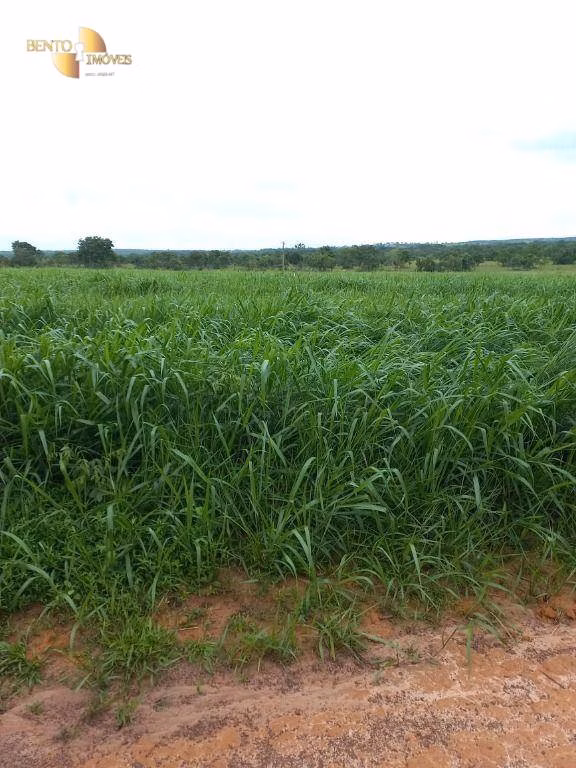 Fazenda de 1.000 ha em Pontal do Araguaia, MT