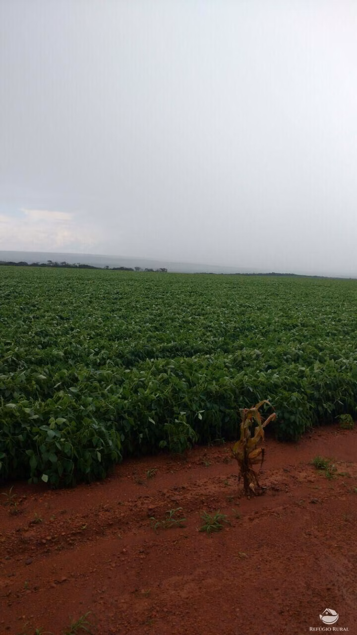 Fazenda de 3.275 ha em Campo Novo do Parecis, MT