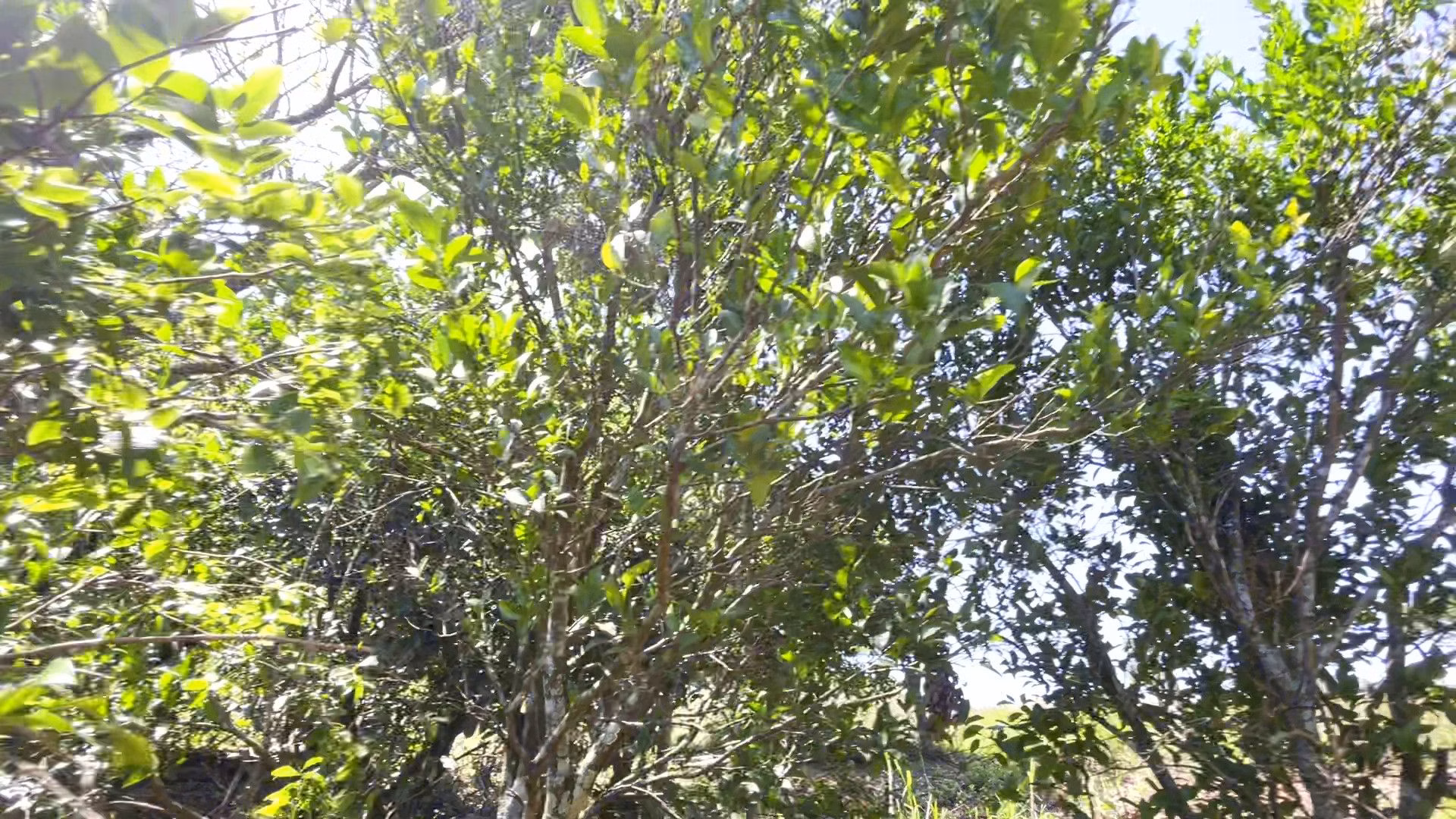 Country home of 5 acres in Caraá, RS, Brazil