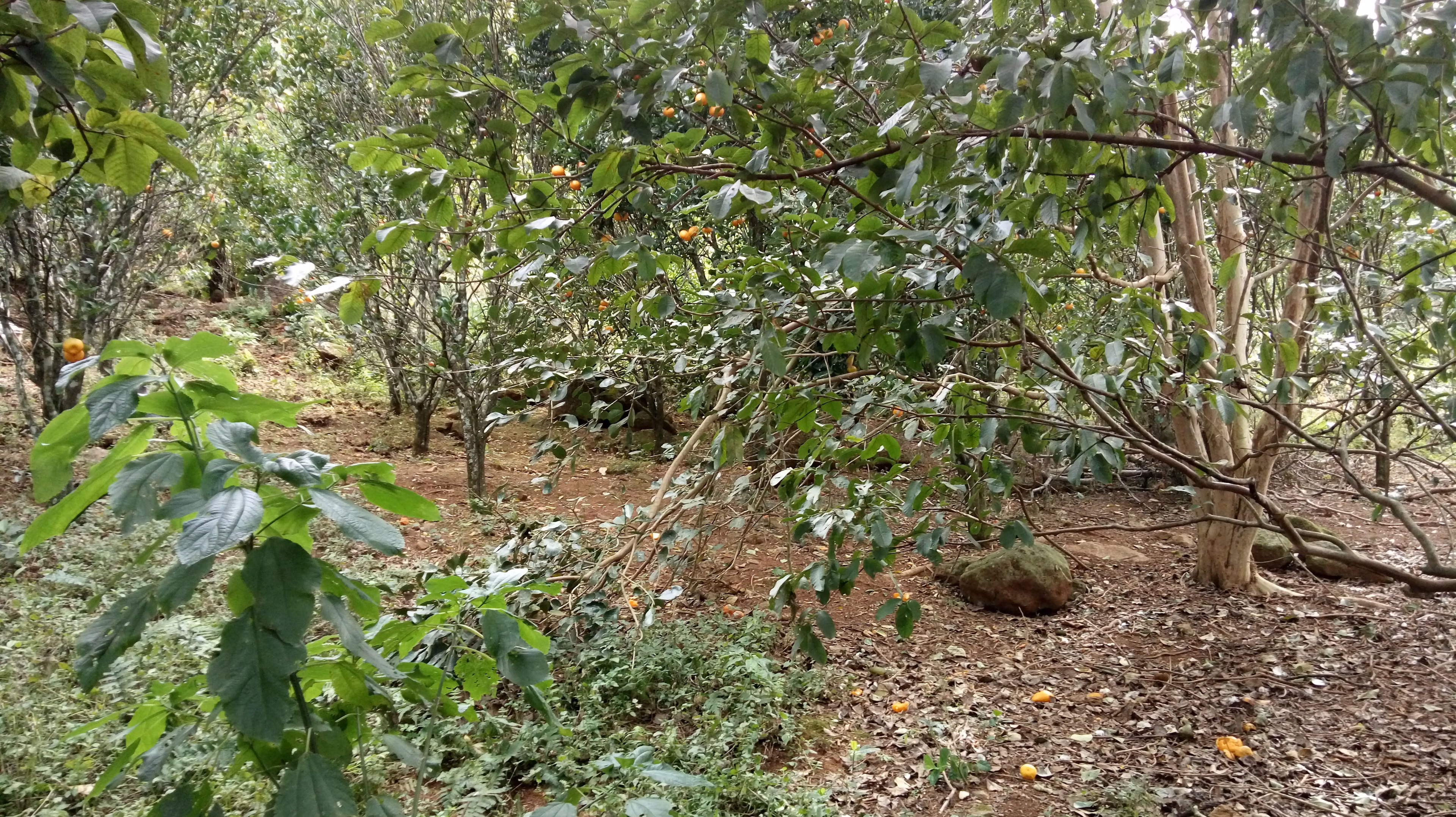 Small farm of 31 acres in Westfália, RS, Brazil