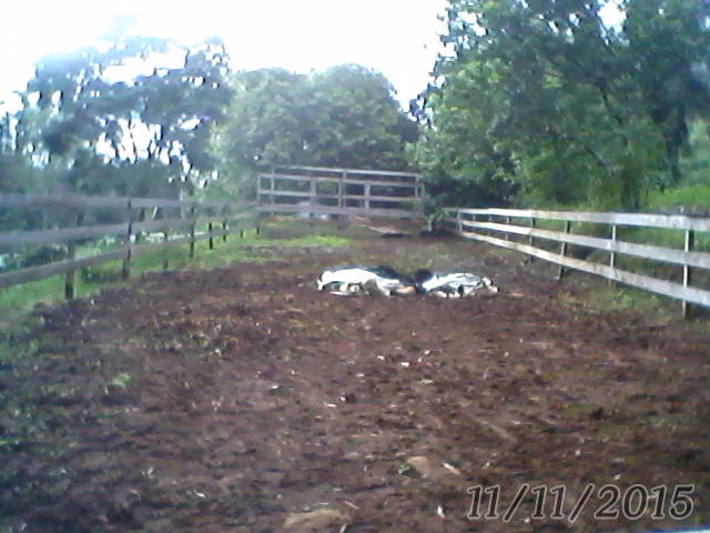 Small farm of 31 acres in Westfália, RS, Brazil