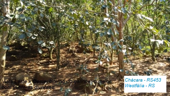 Small farm of 31 acres in Westfália, RS, Brazil