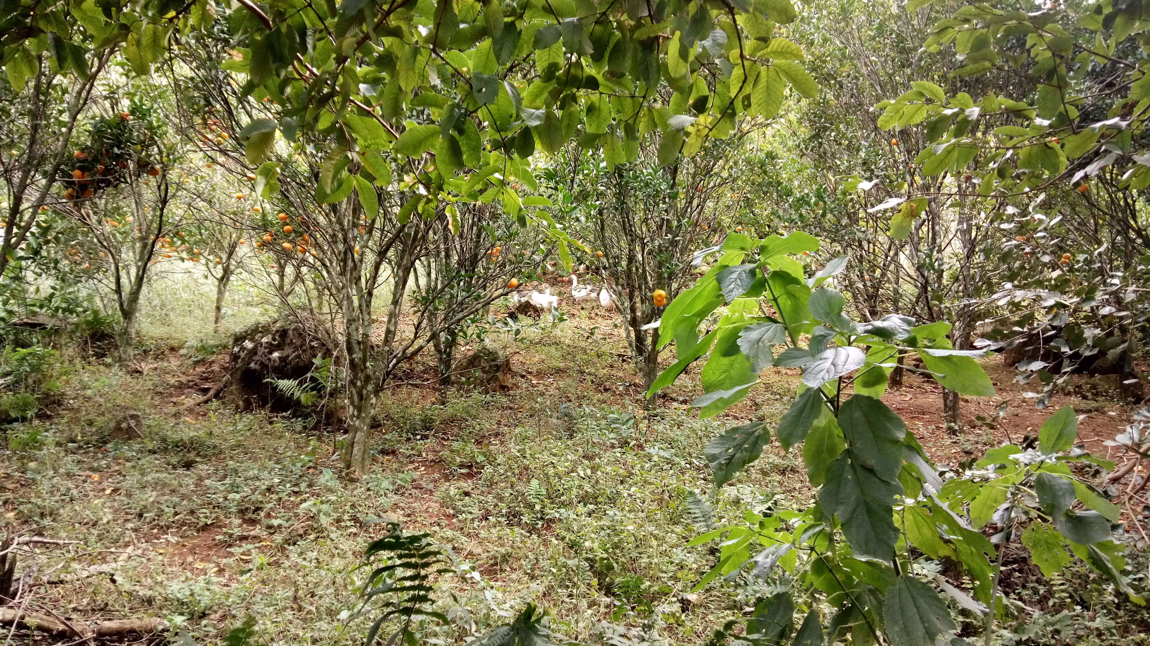 Small farm of 31 acres in Westfália, RS, Brazil