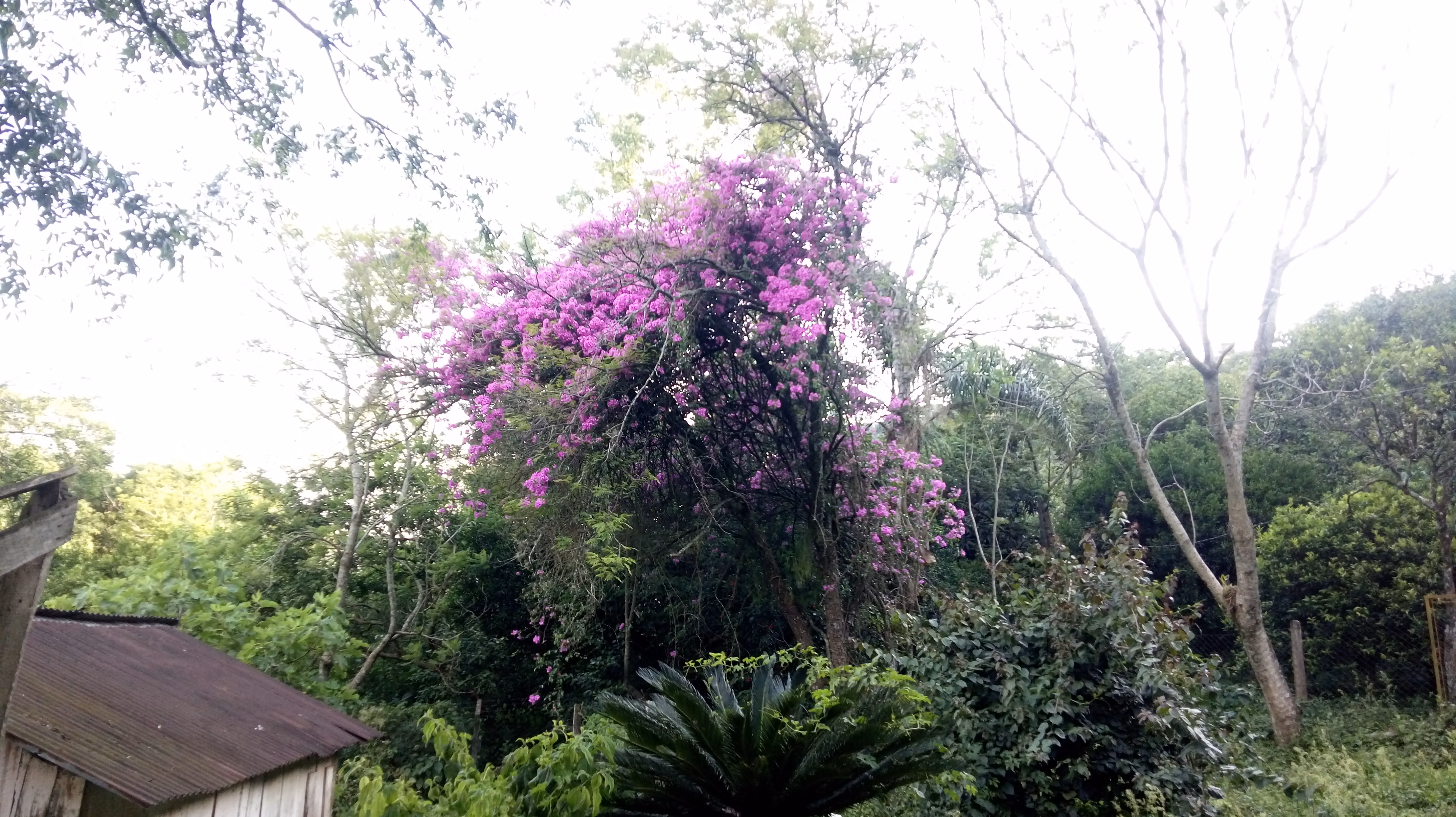 Small farm of 31 acres in Westfália, RS, Brazil