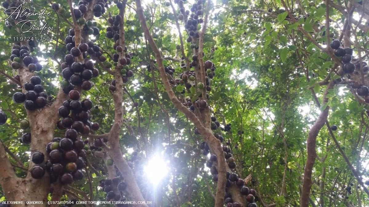 Piracaia, SP में 37 ha का छोटा खेत बिक्री के लिए