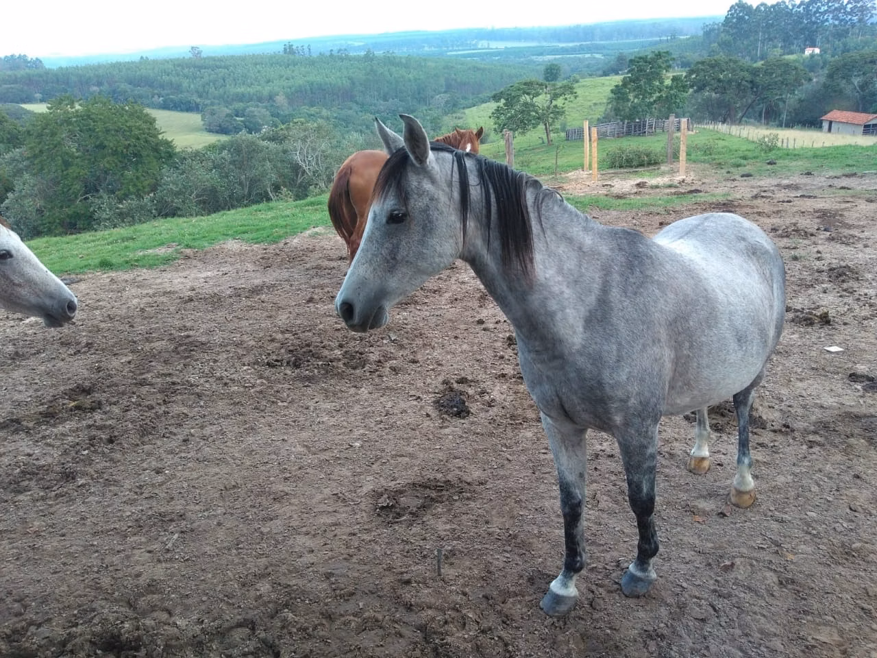 Small farm of 36 acres in Angatuba, SP, Brazil