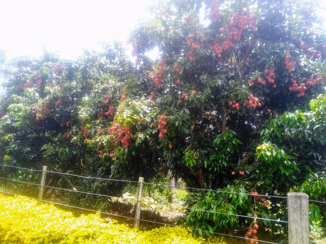 Sítio de 15 ha em Angatuba, SP