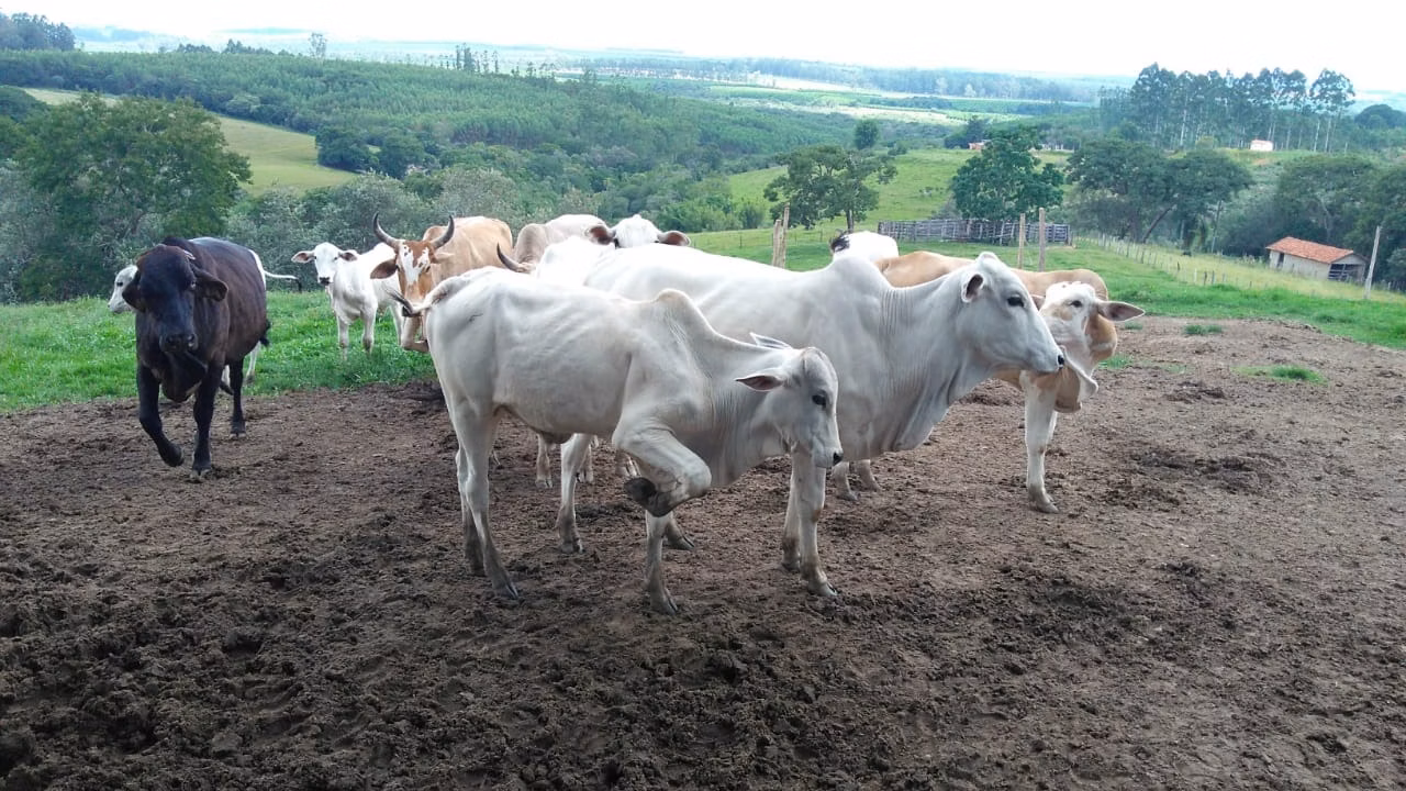 Sítio de 15 ha em Angatuba, SP