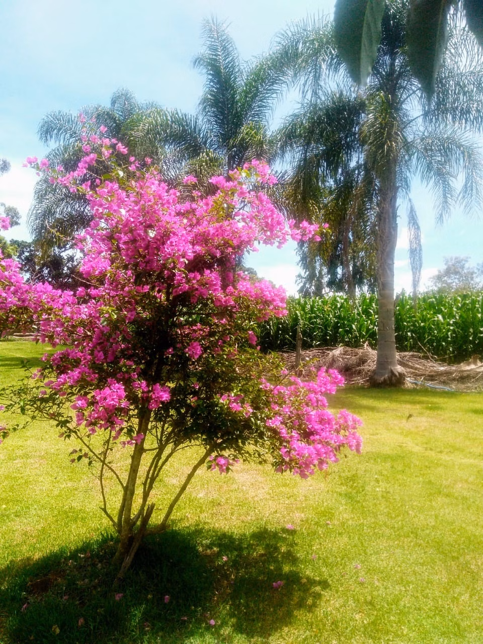 Sítio de 15 ha em Angatuba, SP