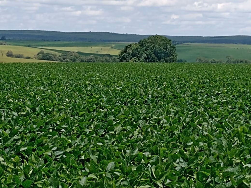 Small farm of 78 acres in Angatuba, SP, Brazil